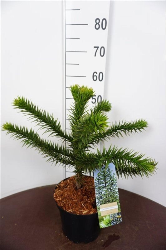 Araucaria araucana, D 23