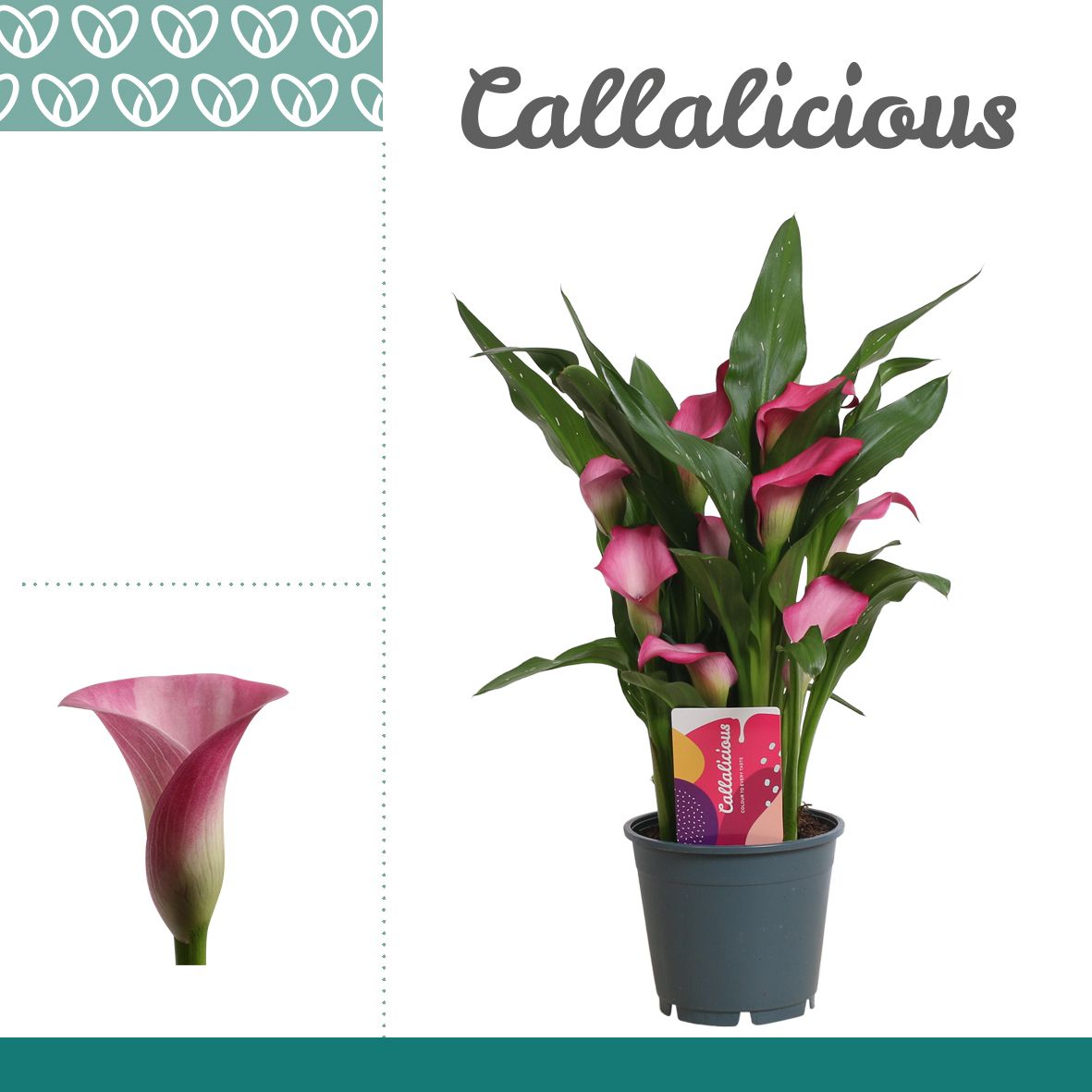 Zantedeschia (Calla) Roze, D 14