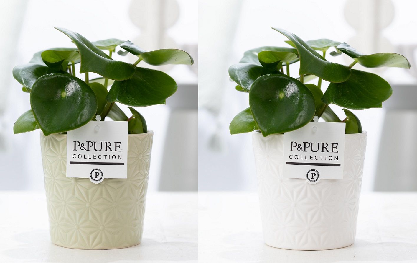 Peperomia Raindrop in P&PURE Juliette ceramics ass. 2, D 12