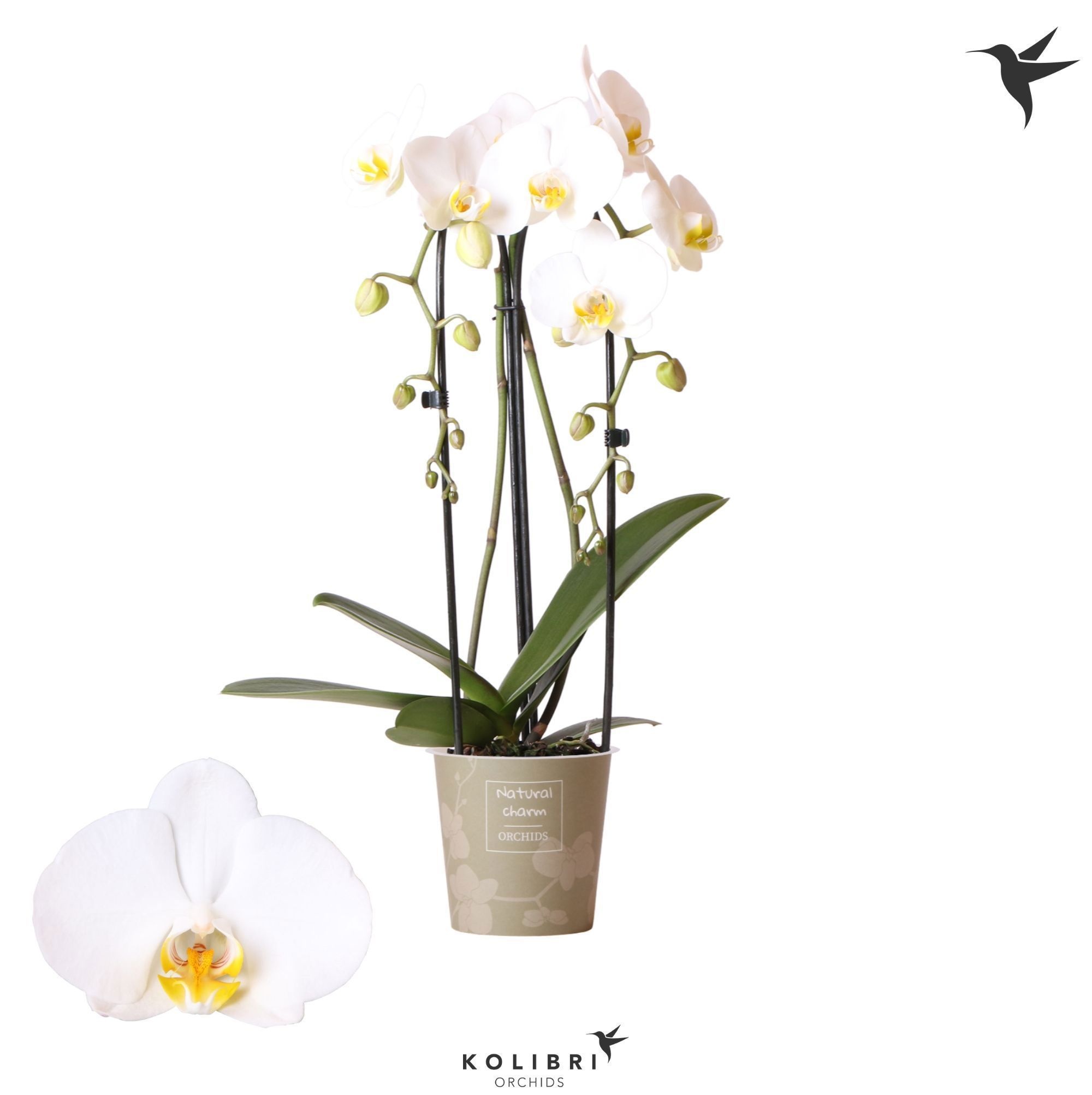 Phalaenopsis Natural Charm Niagara fall white 2 spike, D 12