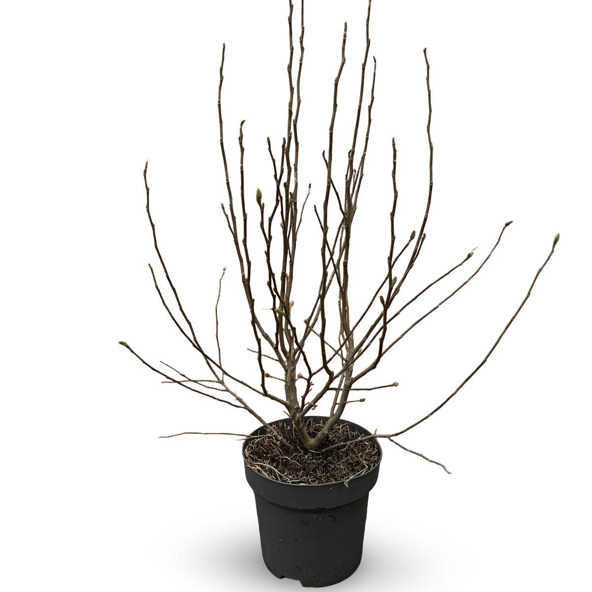 Magnolia stellata, D 31