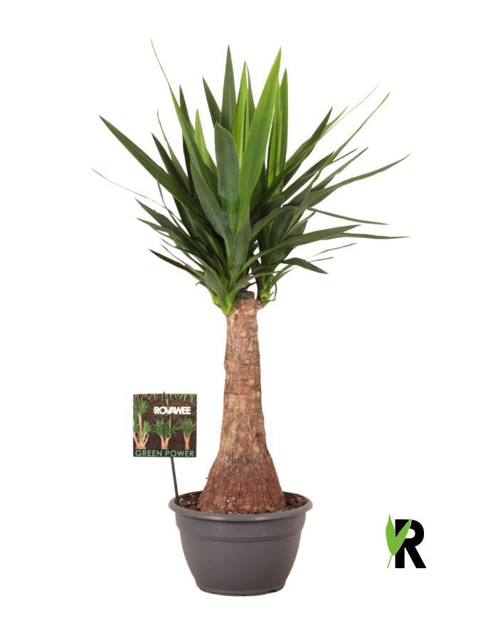 Yucca elephantipes rechte stam, D 26