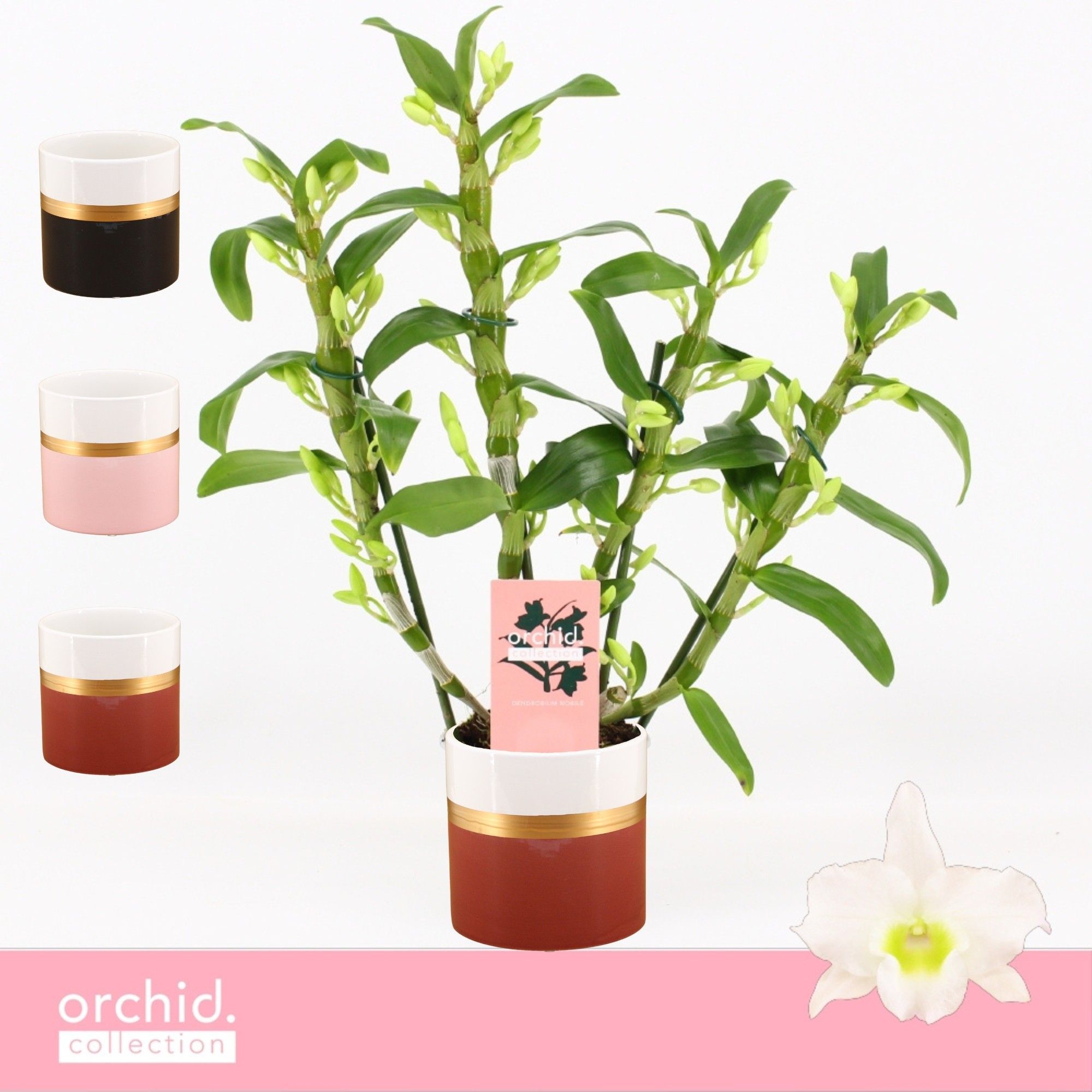 Dendrobium Nobilé, Apollon 4-spike Compact in Dolomite Horizon 'Orchid Collection', D 12