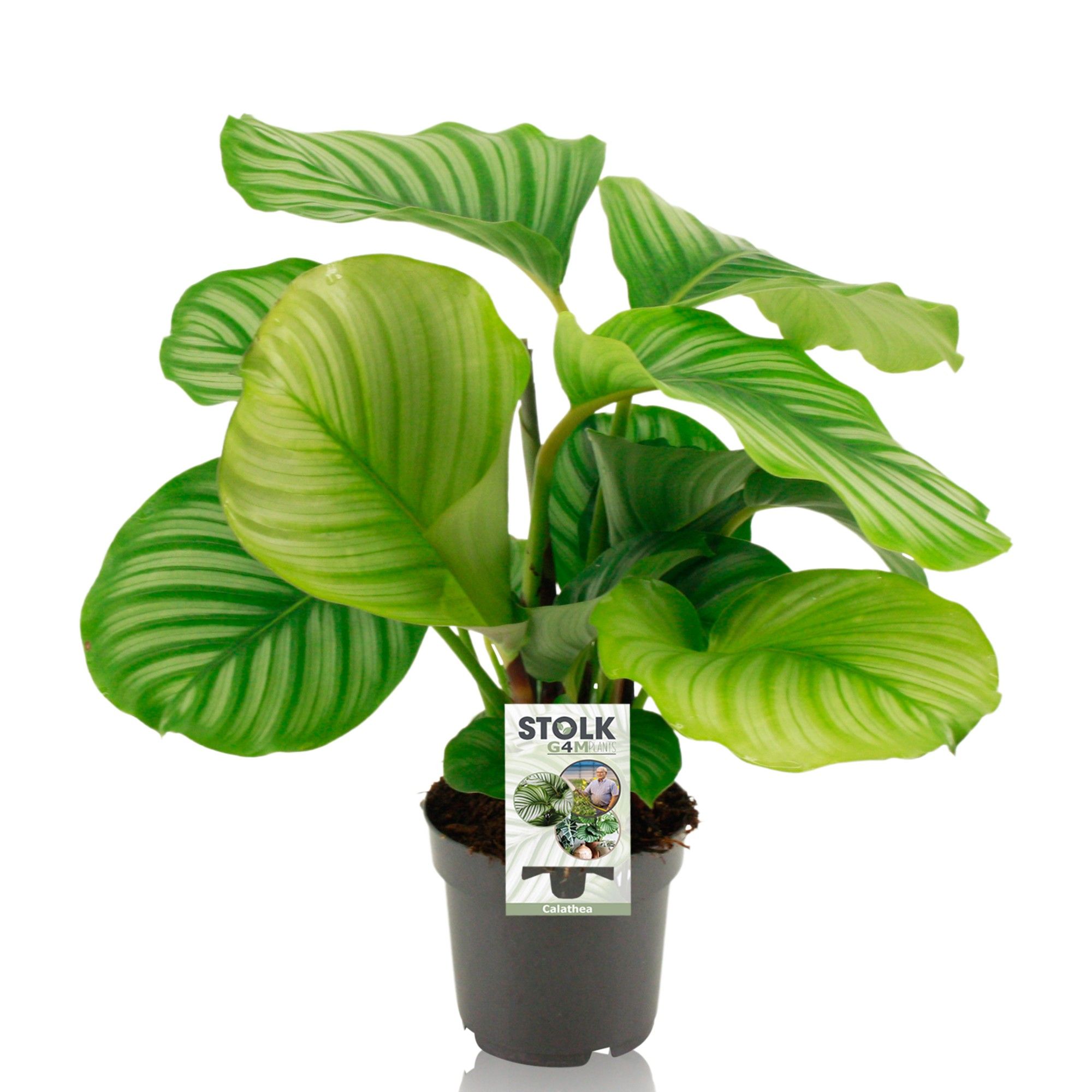 Calathea 14cm 'Orbifolia', D 14