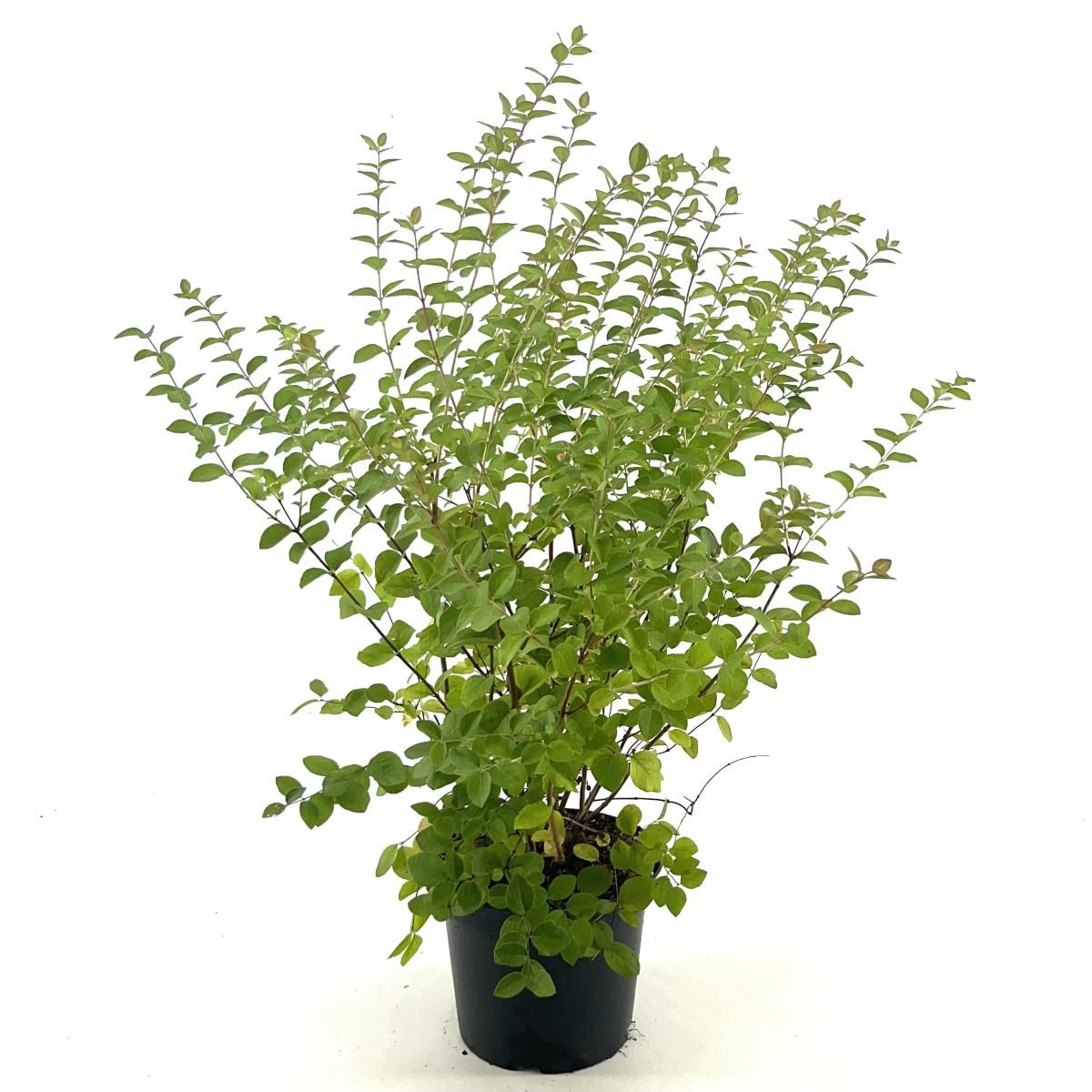 Symphoricarpos d. 'White Hedge', D 19