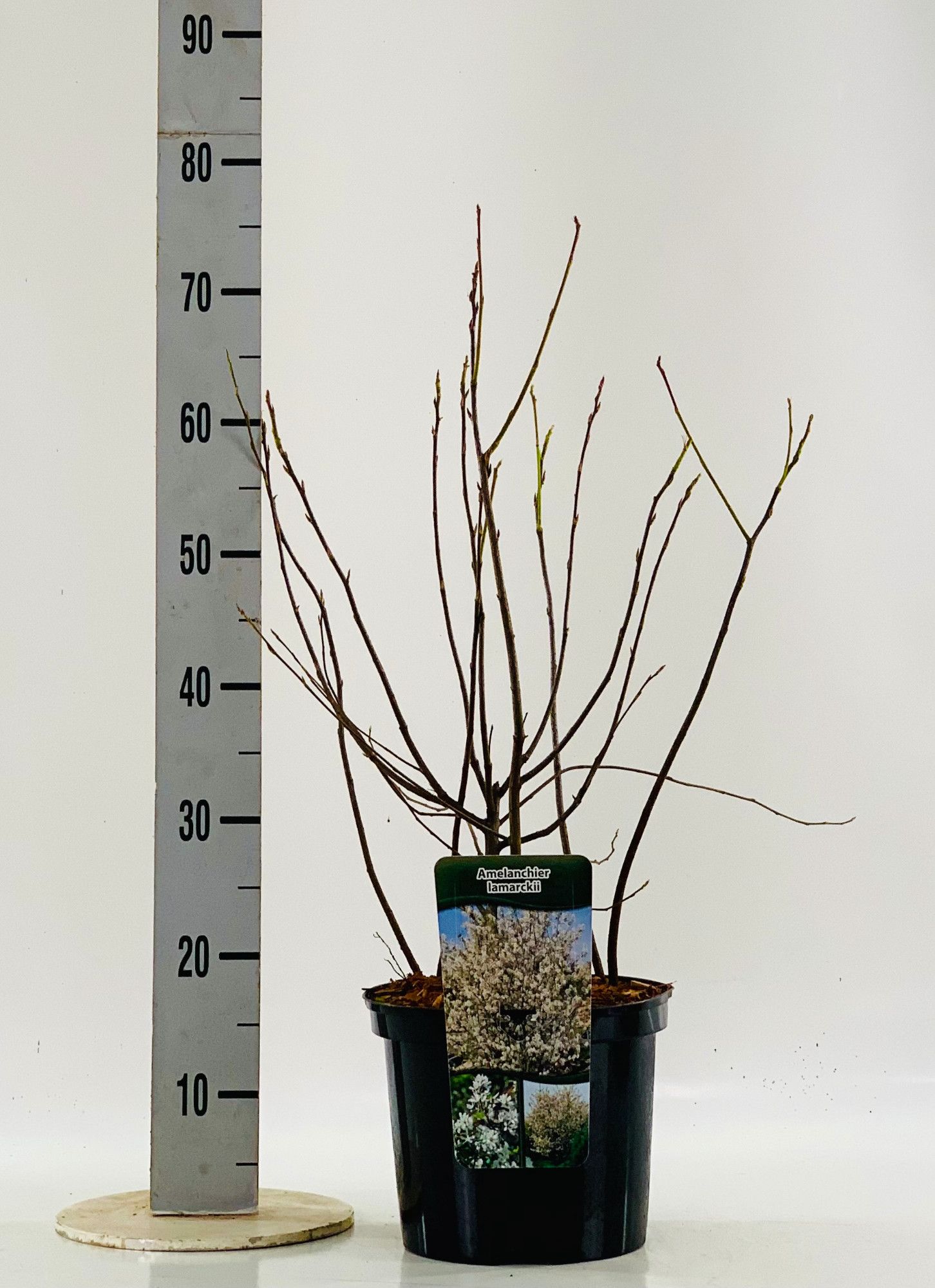 Amelanchier lamarkii, D 23