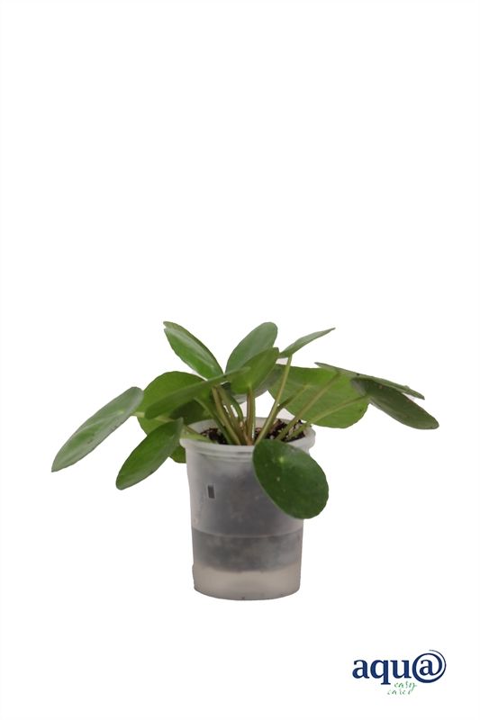 Pilea p06 peperomioides Aqu@, D 6