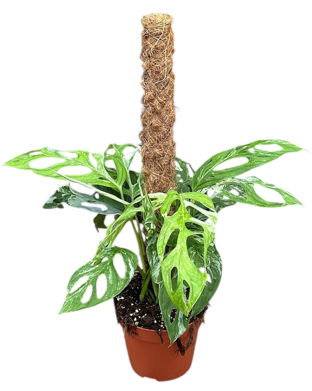 Monstera Adansonii Indonesian Marble, D 17