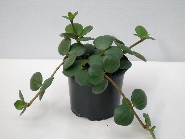 PEPEROMIA PECUNIFOLIA, D 11