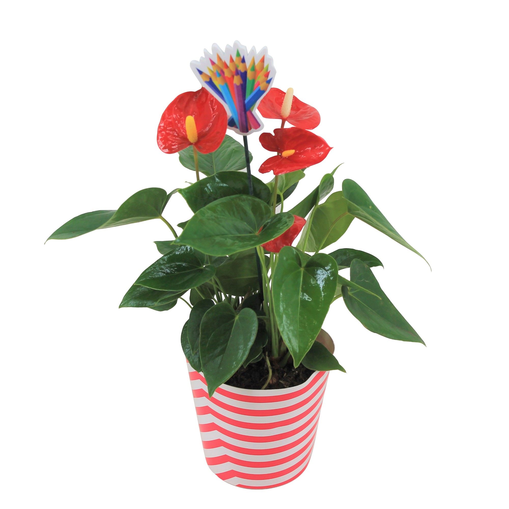 Anthurium XL.9 Jambo Red 12cm met schoolbijsteker, D 12