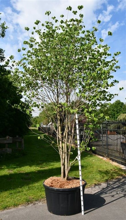 Cornus florida, D 96