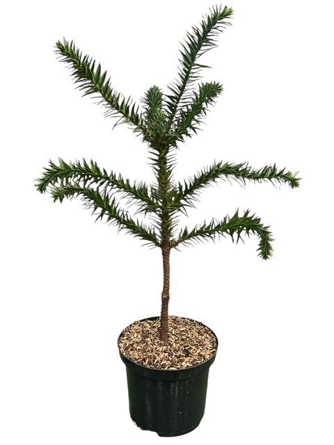 Araucaria araucana, D 23
