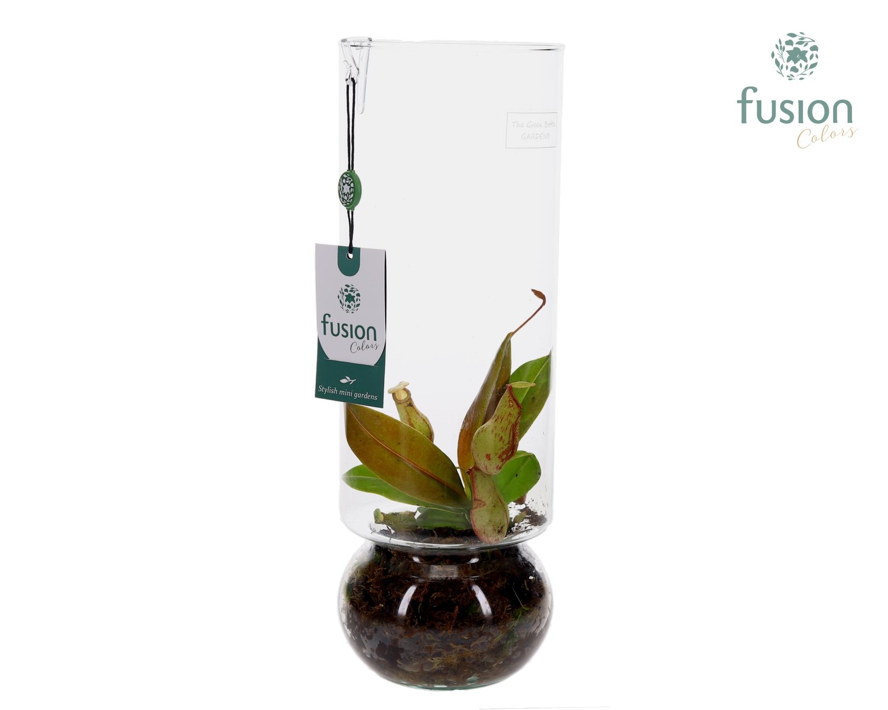 Green BottleAngelica Large met Vleesetende Planten, D 12