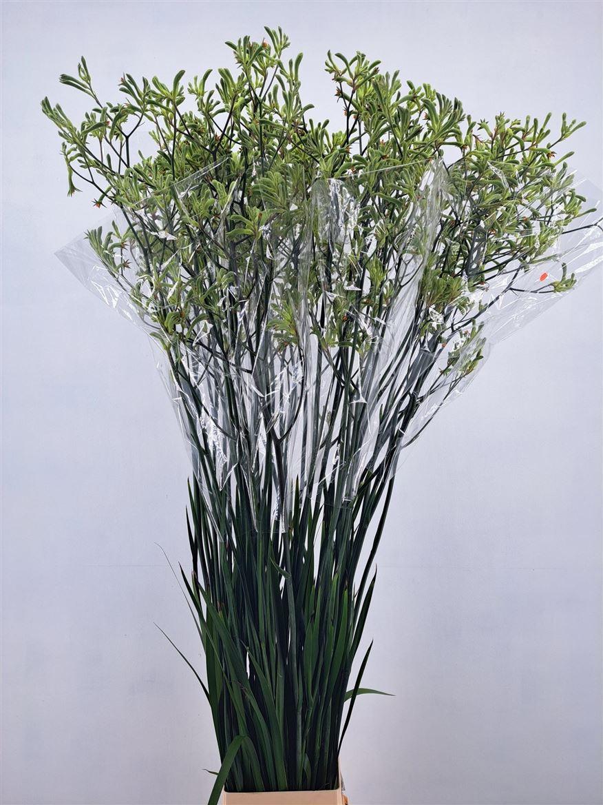 Анигозантус Нирвана 150 (зел.), шт.