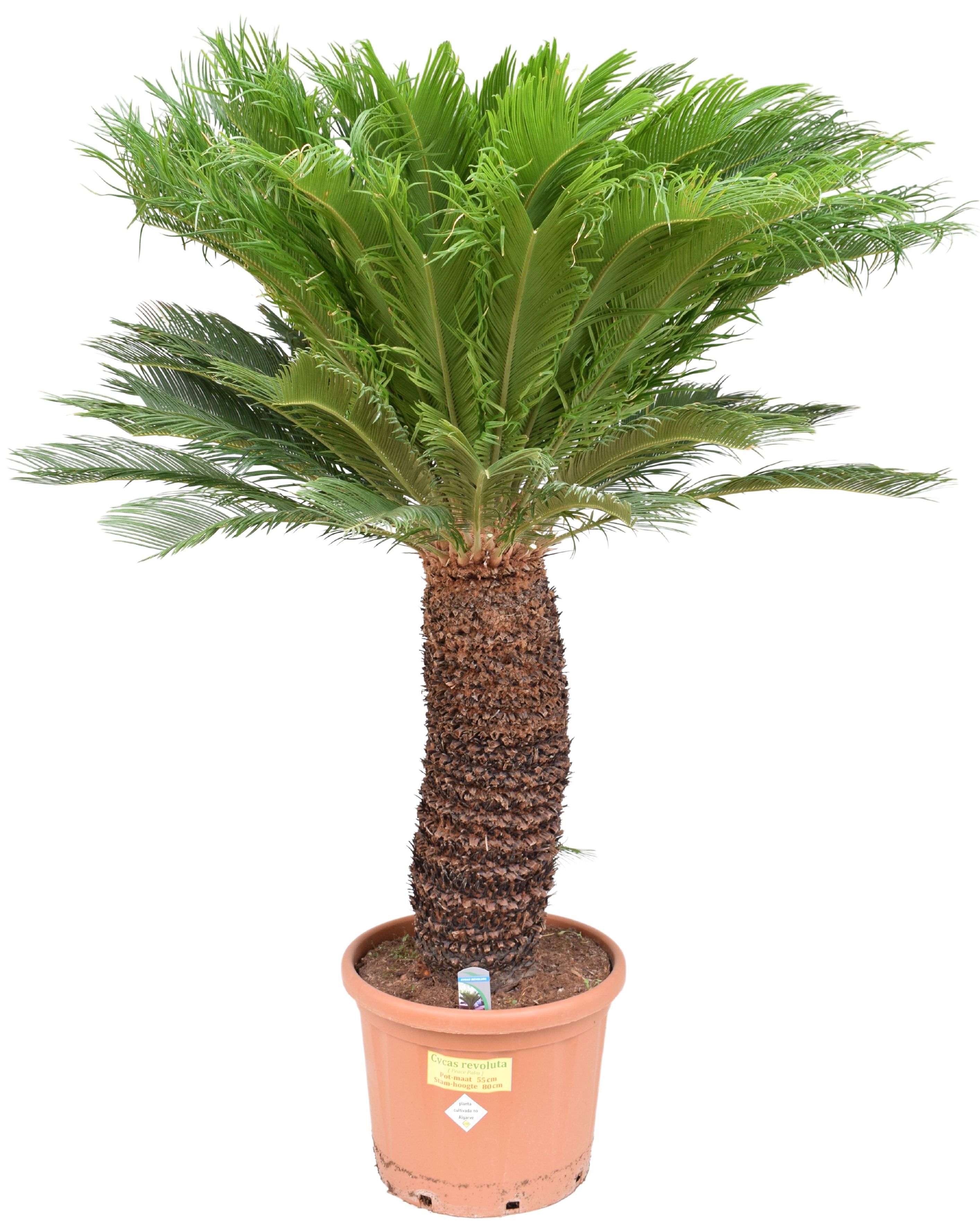 Cycas revoluta P55 ST80, D 55