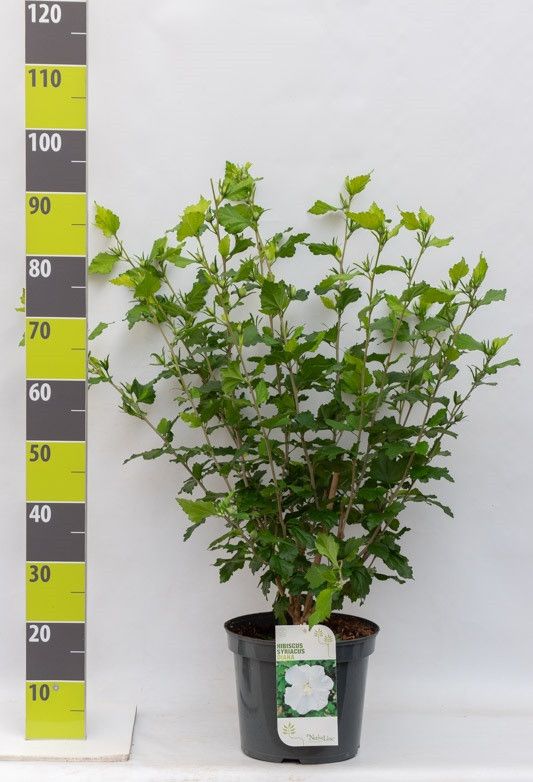 Hibiscus syr. 'Diana' C 7,5, D 27