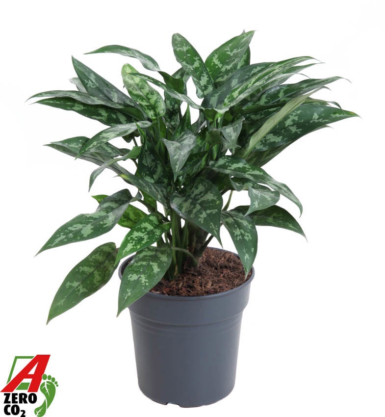 Aglaonema Maria, D 24