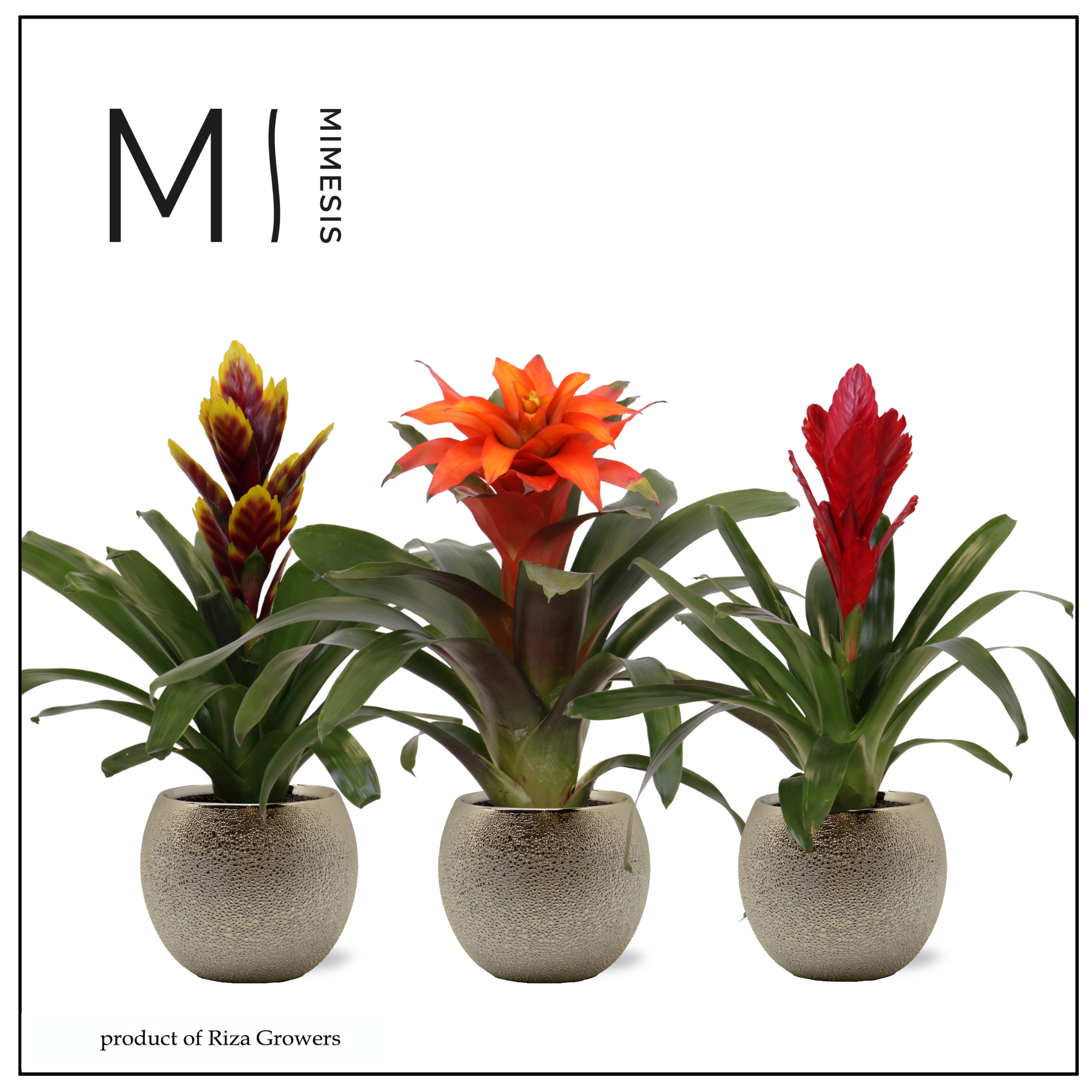 Bromelia Stylish - 12cm in Bolivia Bubble Gold | Mimesis, D 12