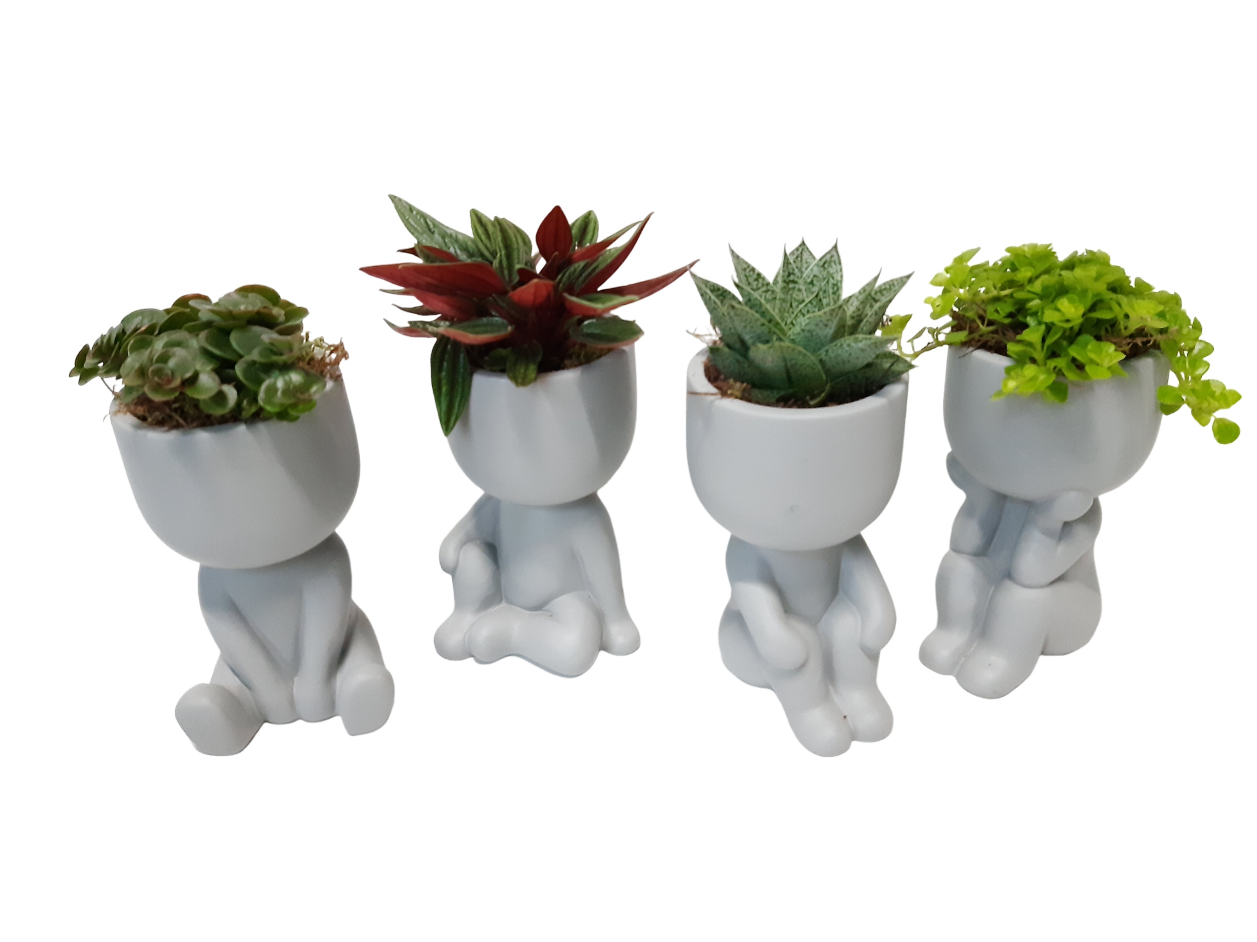 NEW 2026 Chillings Grey mixtray minigroenmix, D 13