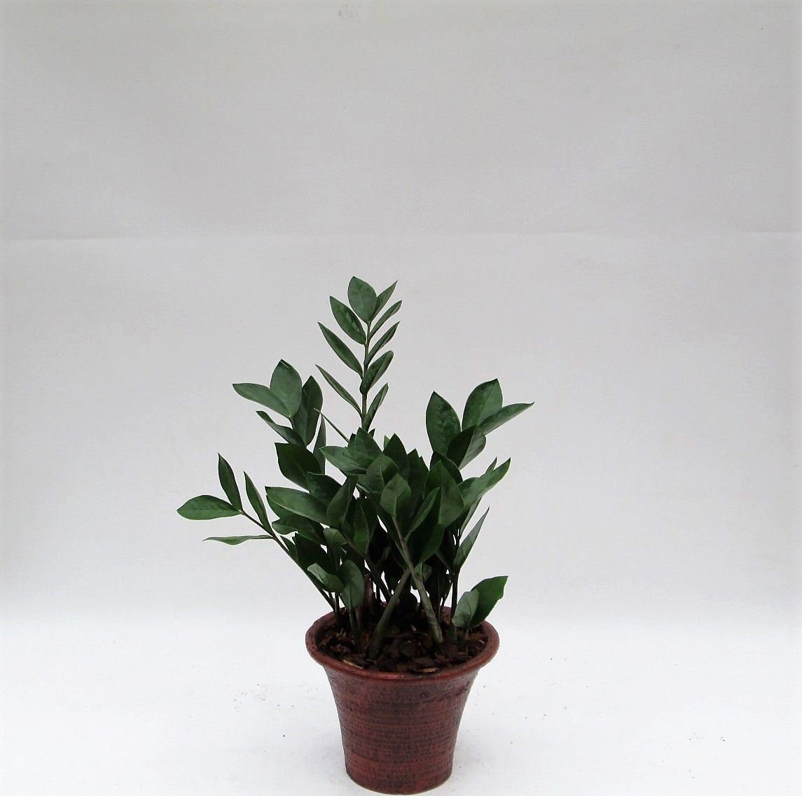 Zamioculcas in hosta small bruin, D 20