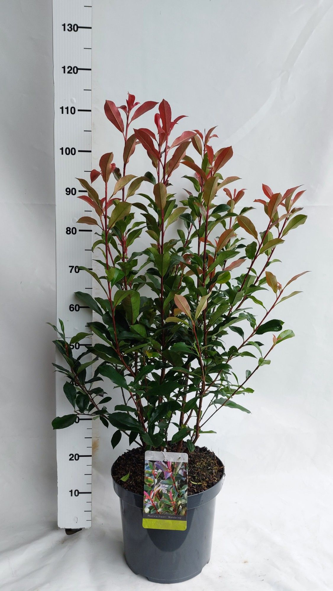 Photinia fraseri 'Mandarino', D 30