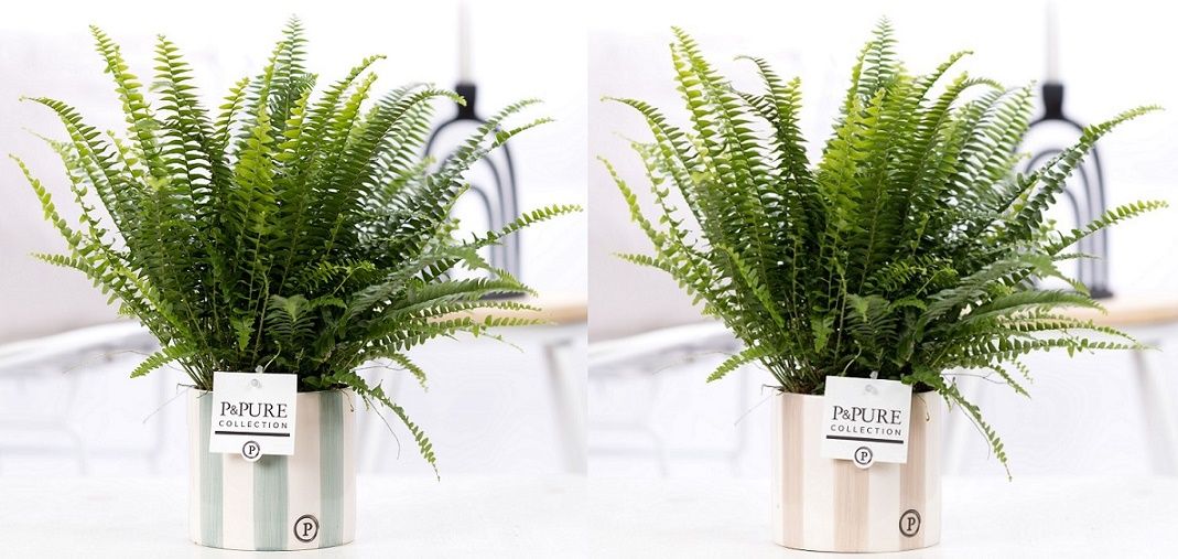 Nephrolepis Green Lady in P&PURE Eline 2 ceramics ass.2, D 12