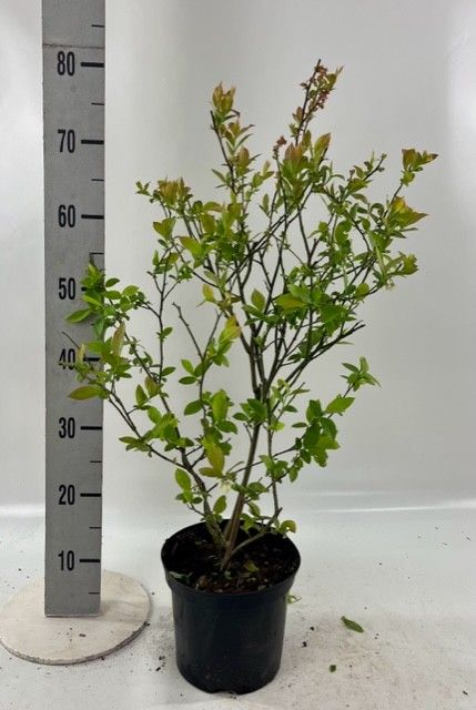 Vaccinium cor. 'Bluejay', D 23