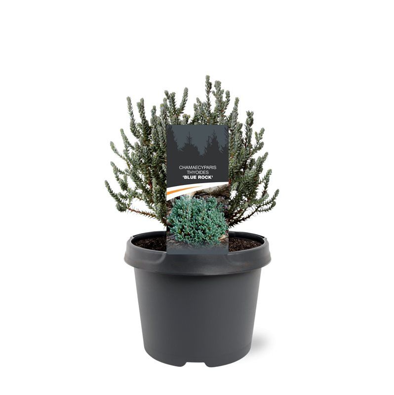 Chamaecyparis thyoides 'Blue Rock', D 19