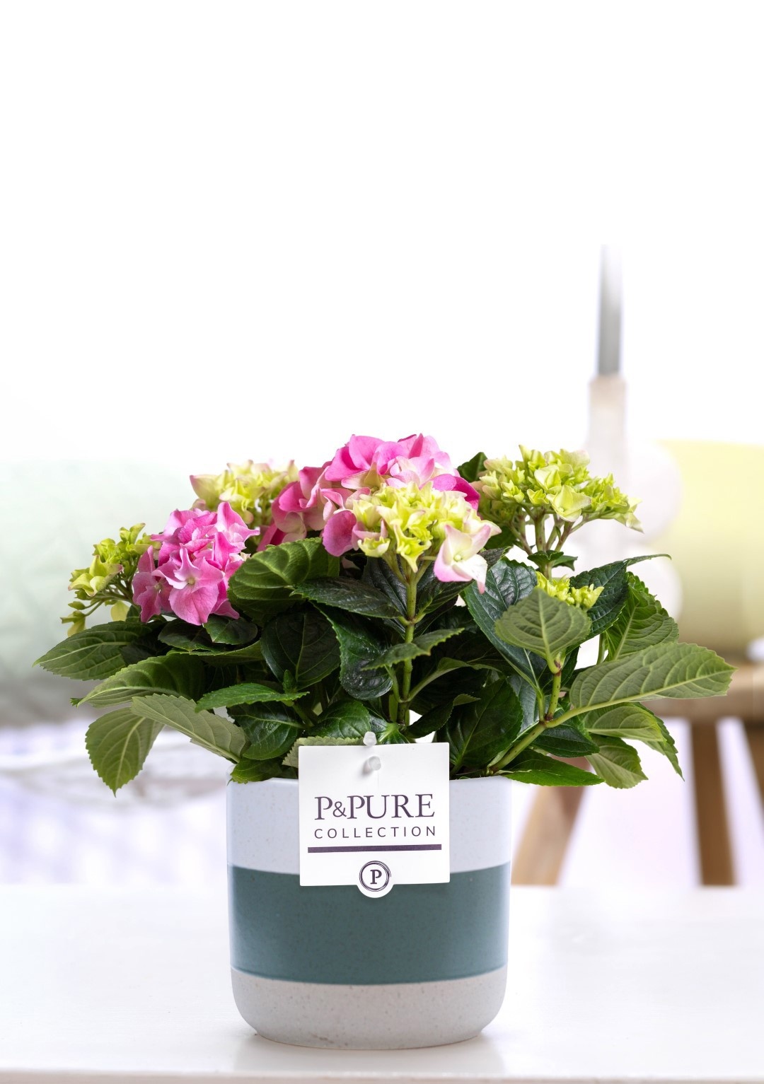 Hydrangea pink in P&PURE Lauren ceramics, D 10