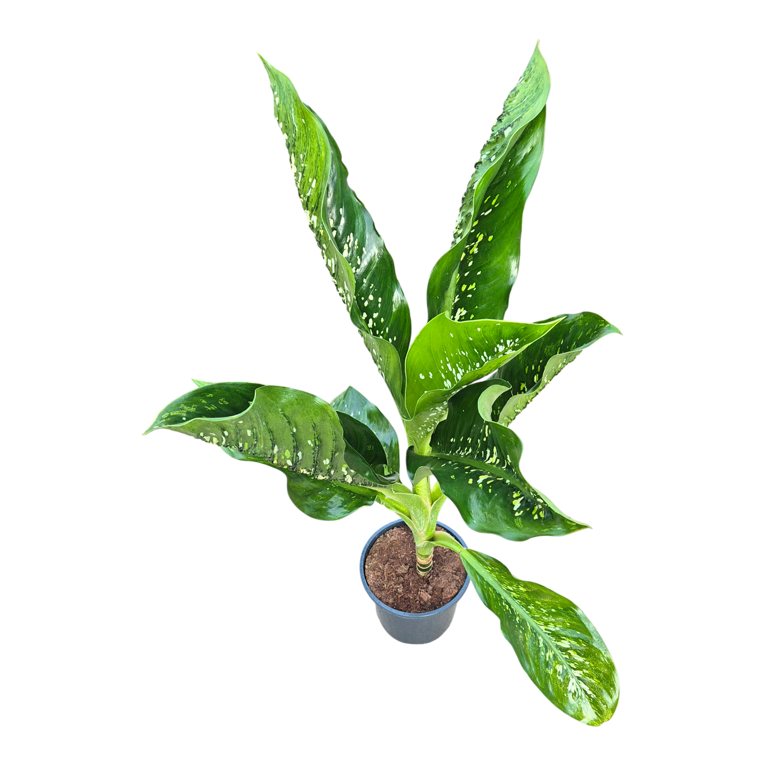 Dieffenbachia Crocodile, D 24