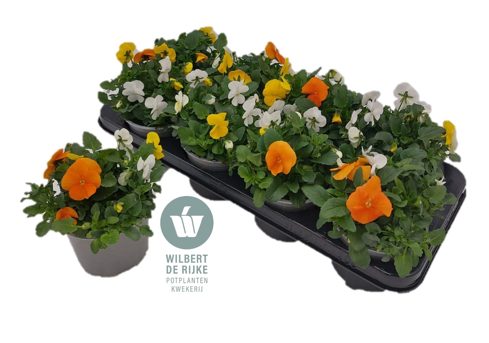 Viola Cornuta Trio Amsterdam (Viool), D 12