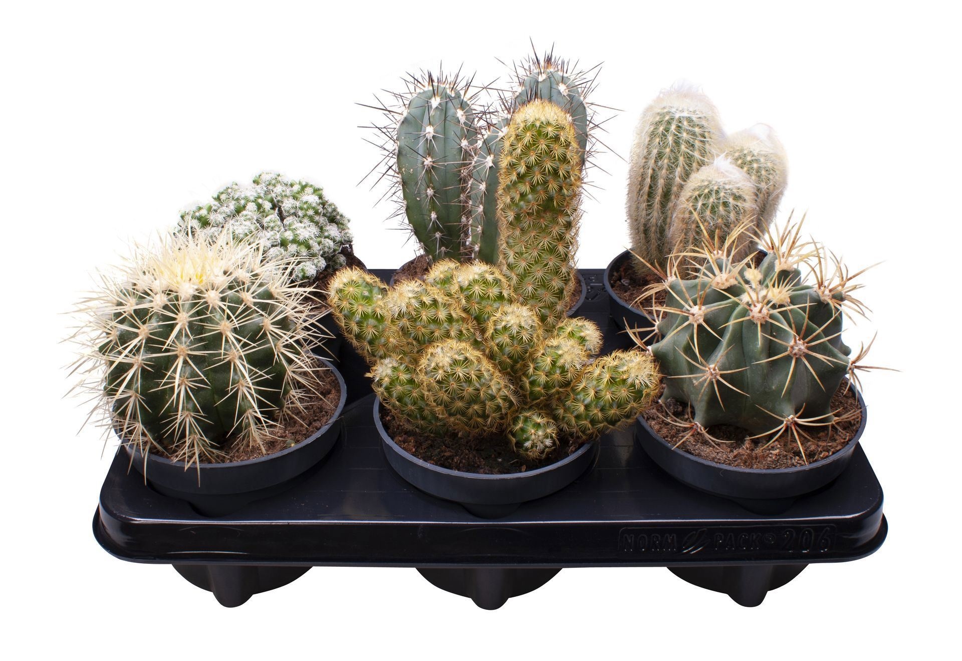 Cactus Mix 12 cm, D 12