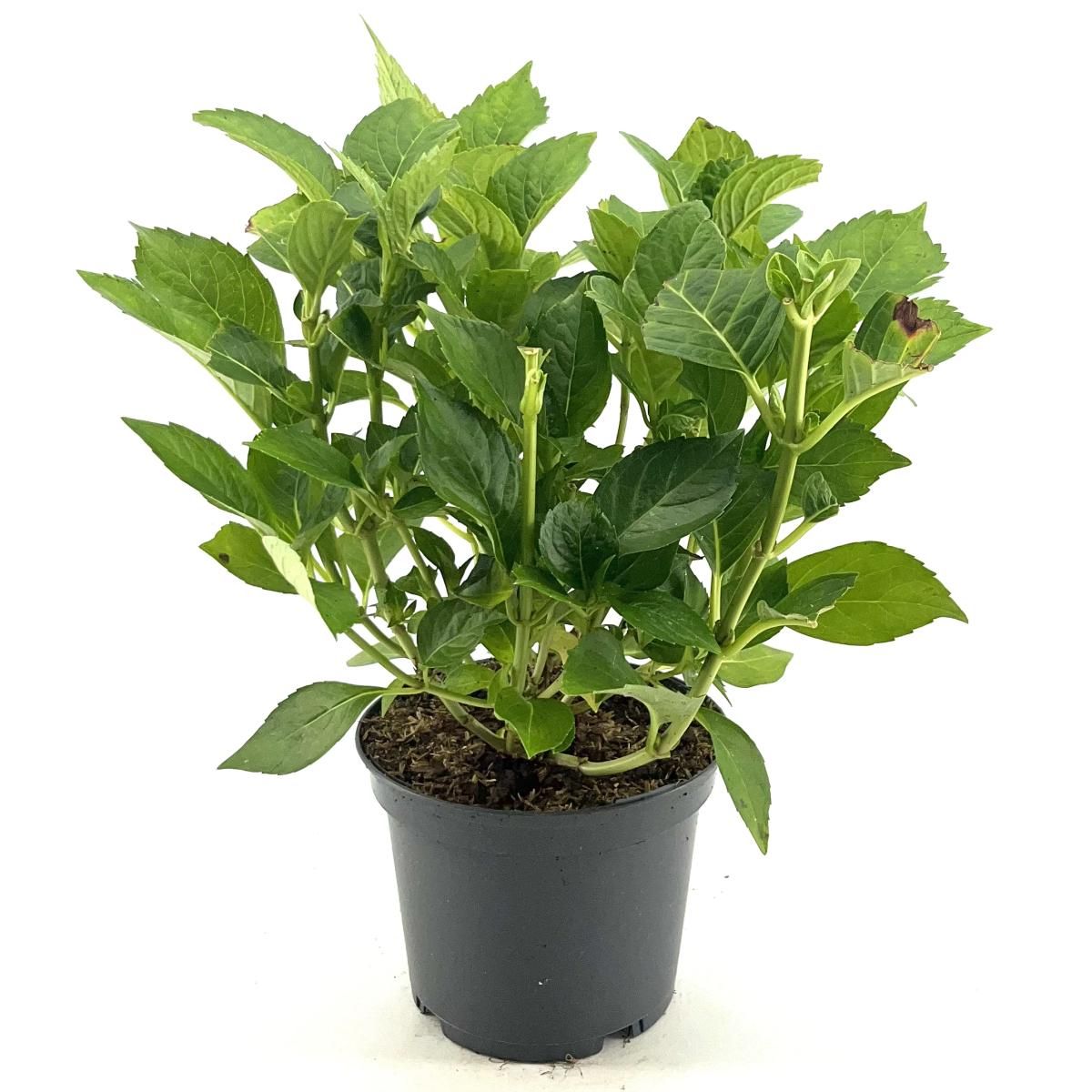 Hydrangea m. 'Leuchtfeuer', rose, D 19