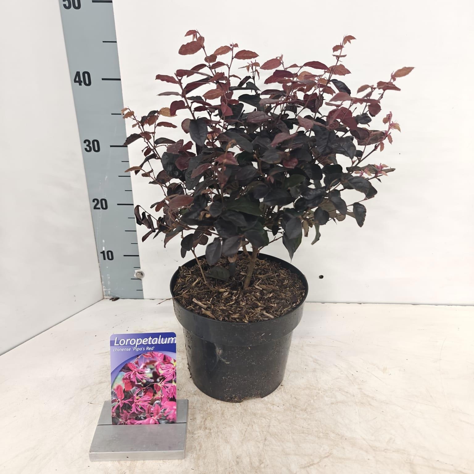 Loropetalum chin. 'Pipa's Red', D 19