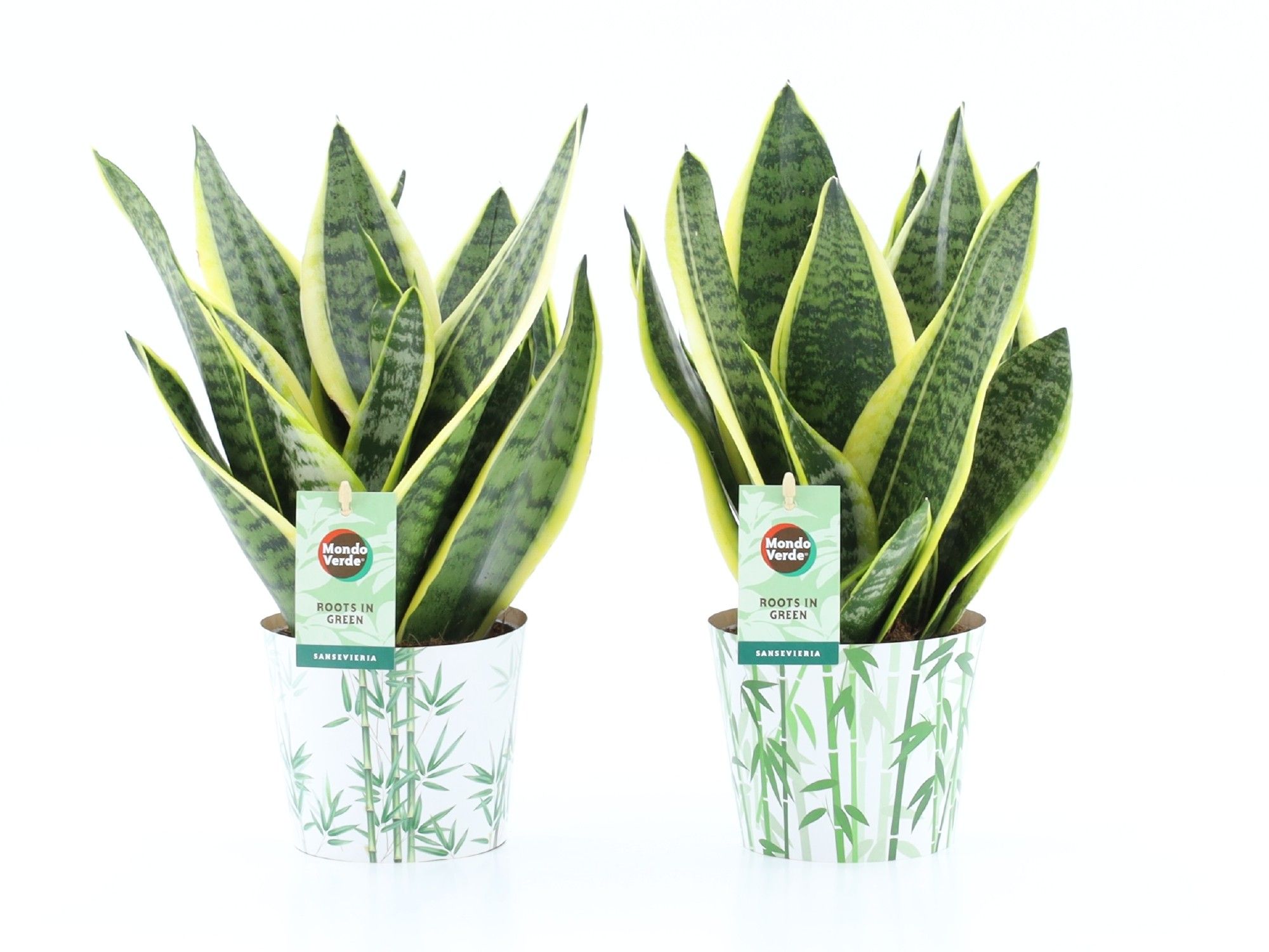Sansevieria 'Futura Superba' in Potcover Bamboo, D 12