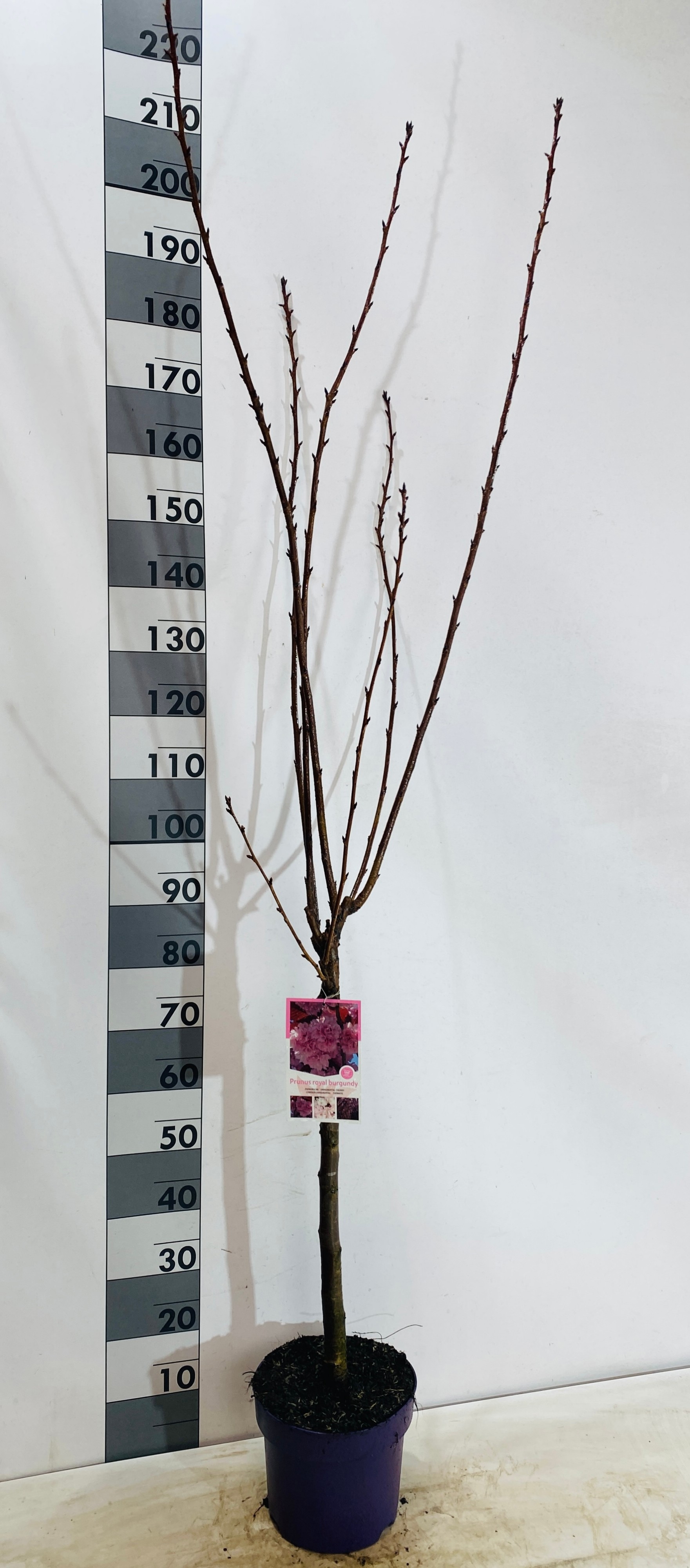 Prunus serrulata royal burgundy, D 27