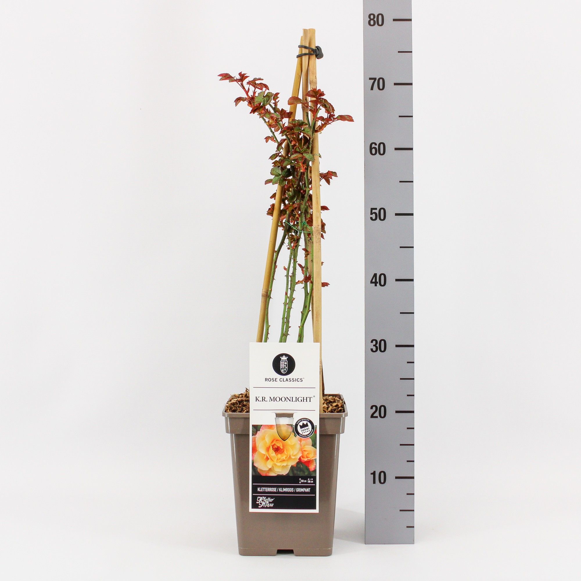 Rosa (K) Moonlight ®, C5, 4 stok 90 cm, D 23