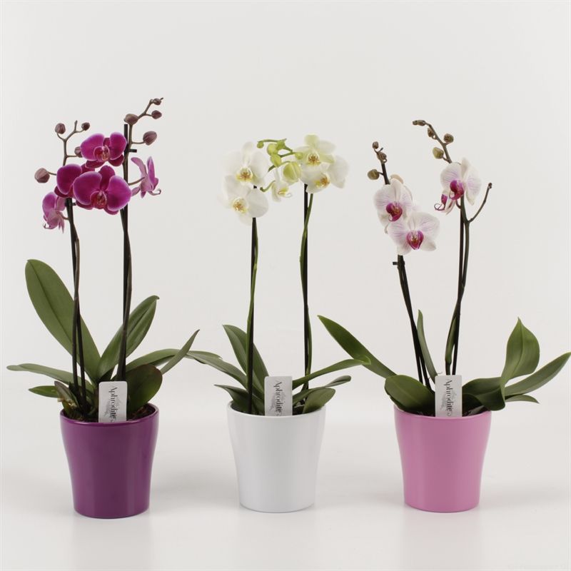 Phalaenopsis gemengd 2 tak gemengd 'shorty' in ton sur ton keramiek, D 12