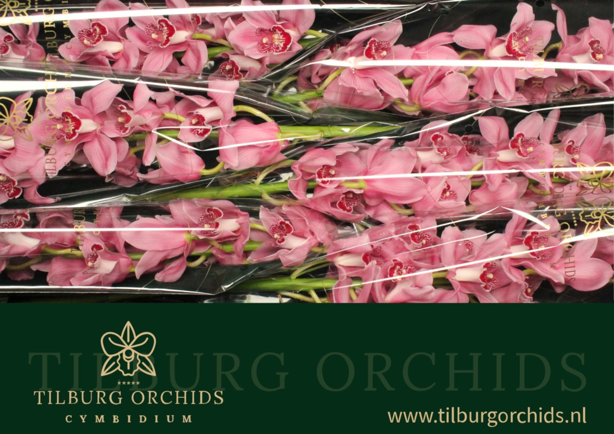 Цимбидиум Фаеглоу x6 80, шт.