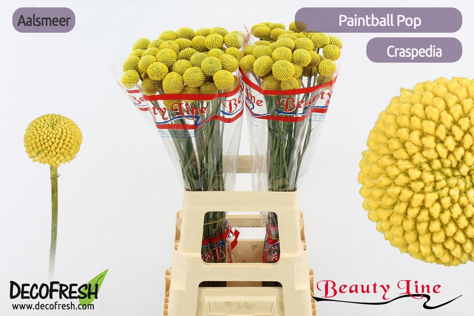 Краспедия Пейнтбол Поп 65 (желт.), шт.