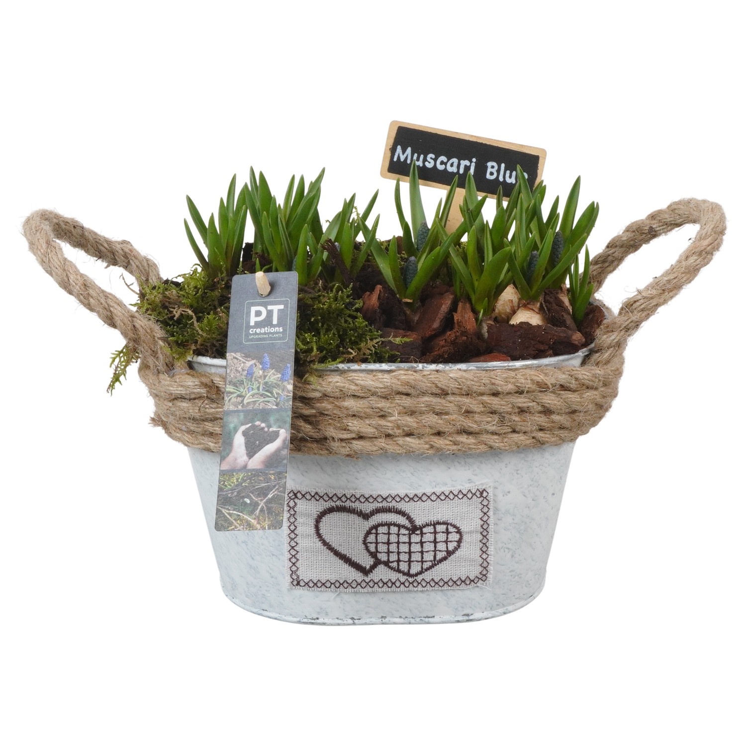 PTMB6189 Arrangement Muscari Blue in zink sierpot, D 20