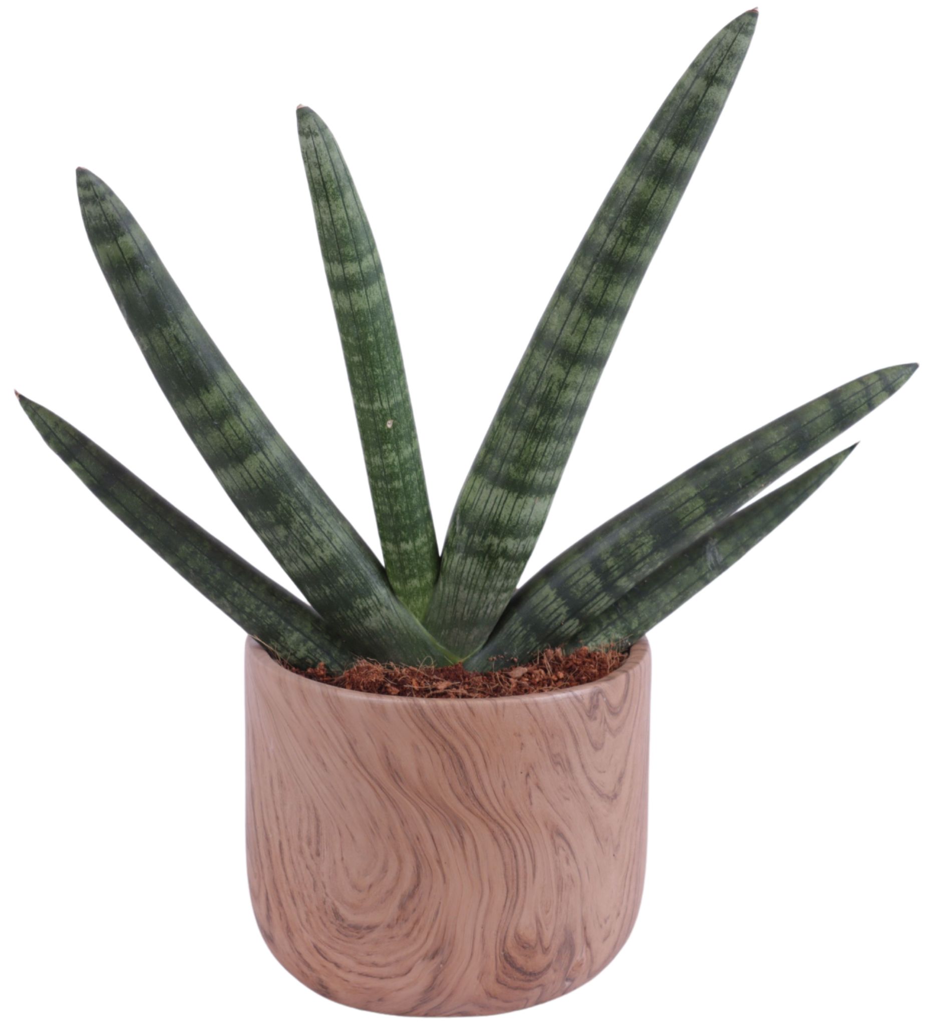 Sansevieria Cylindrica Handshake in Ø14cm Ceramic NT565, D 14
