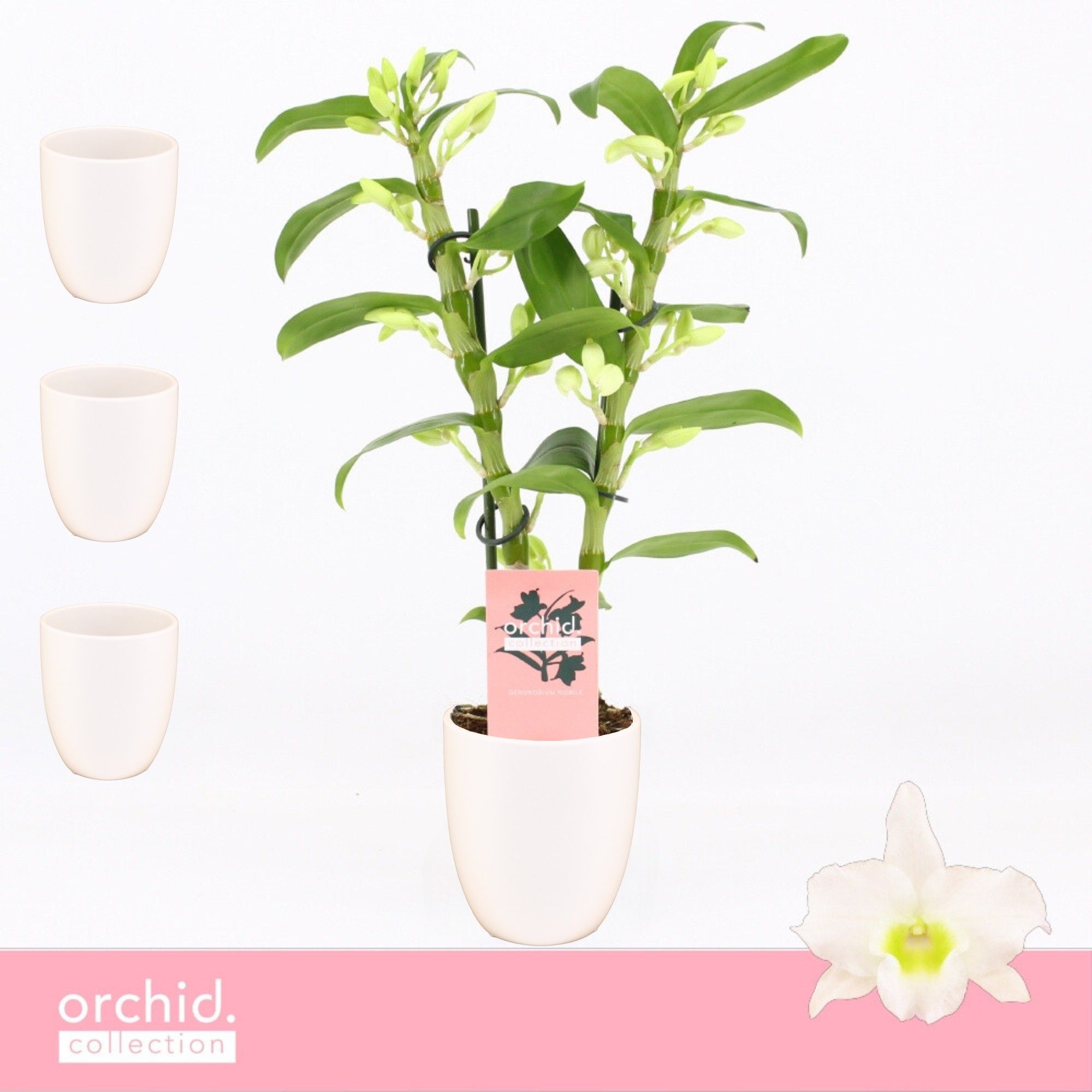 Dendrobium Nobilé, Apollon 2-spike Compact in Lotte White 'Orchid Collection', D 12