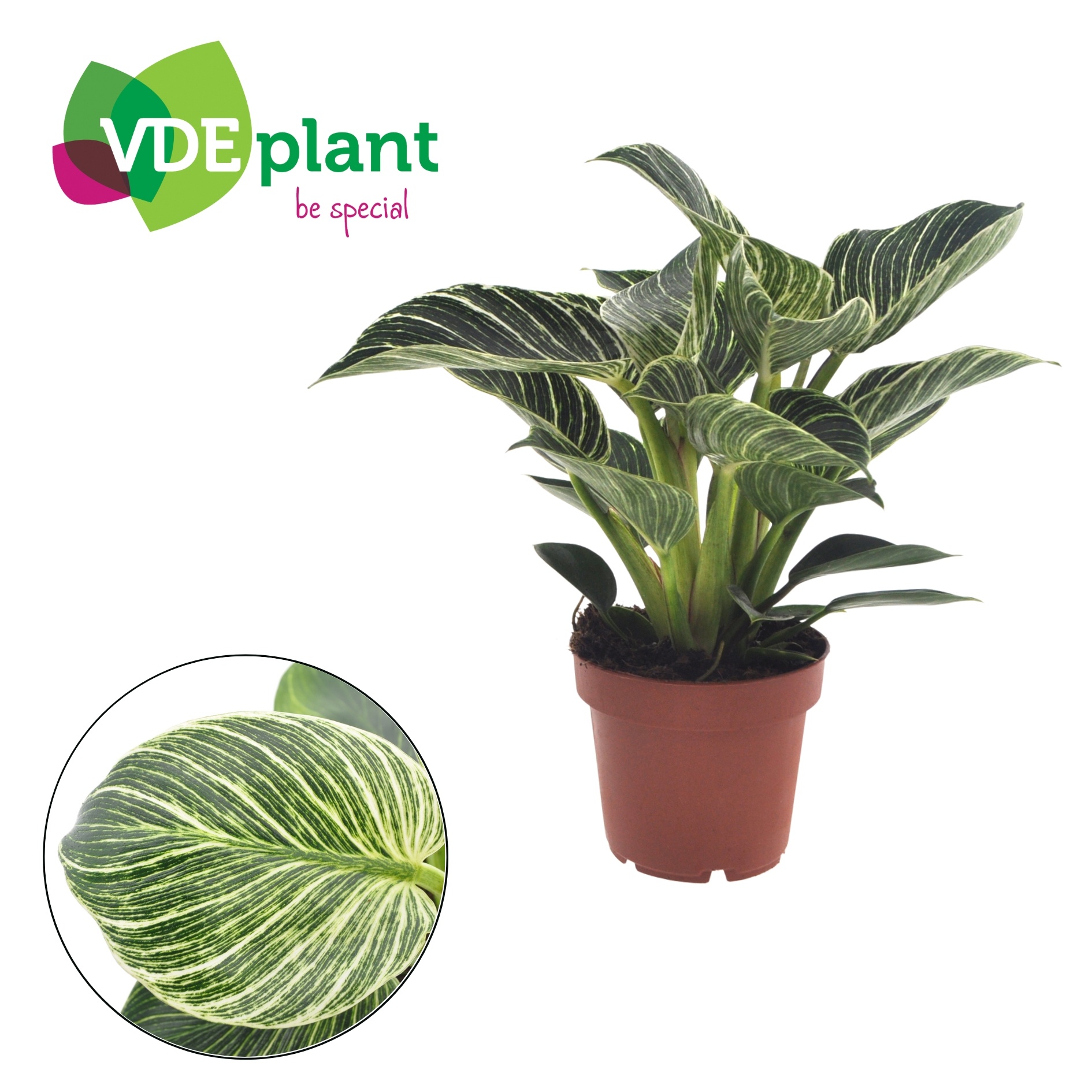 Philodendron White Wave, D 12