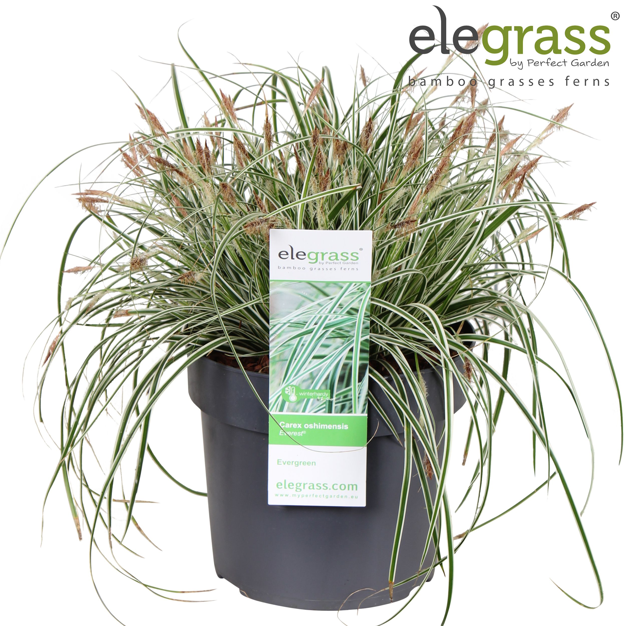 Carex oshimensis 'Everest' P19, D 19