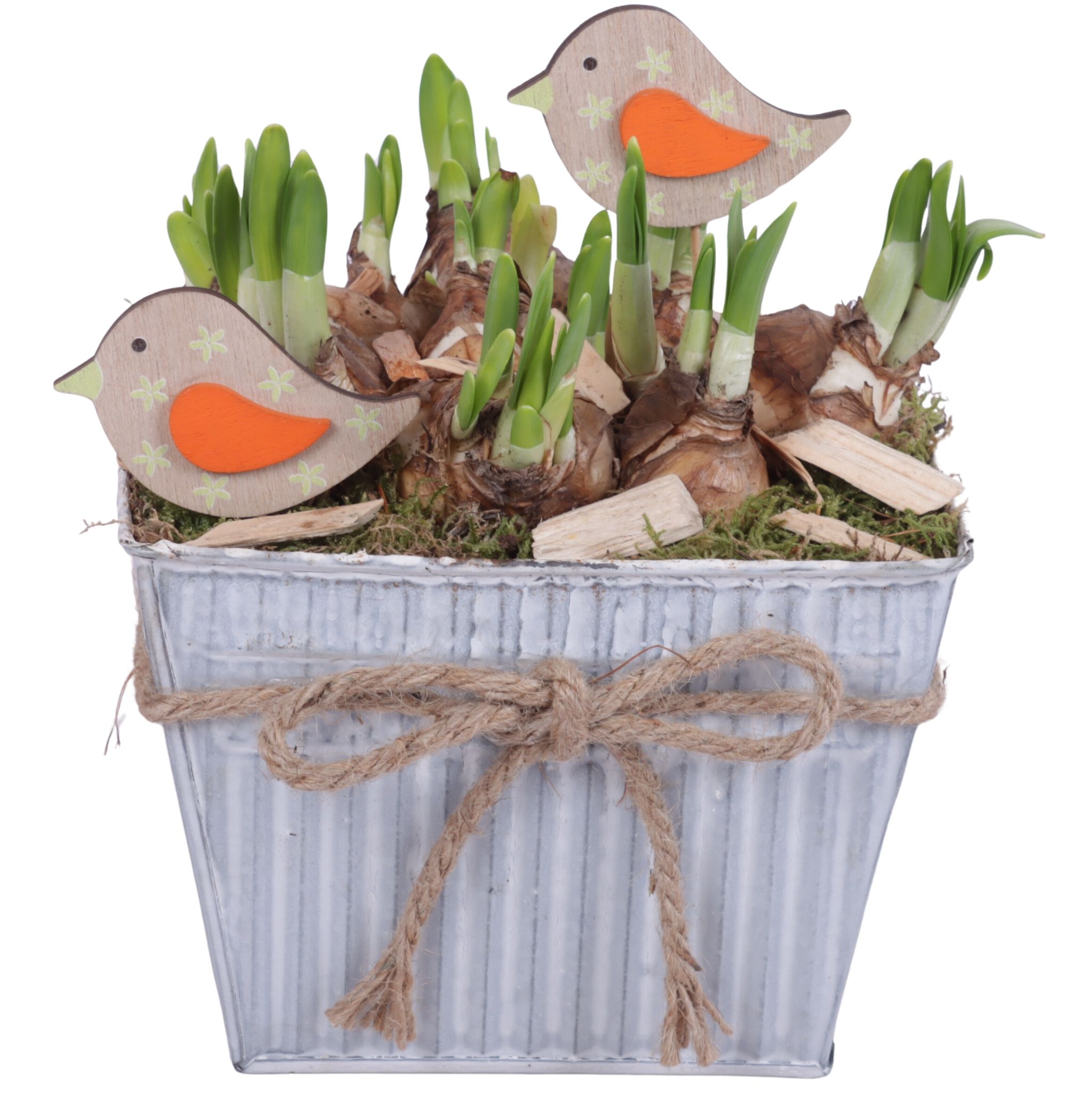 Bulbs Arr. Narcis Zinc Pot Square with Rope Ø19cm, D 19