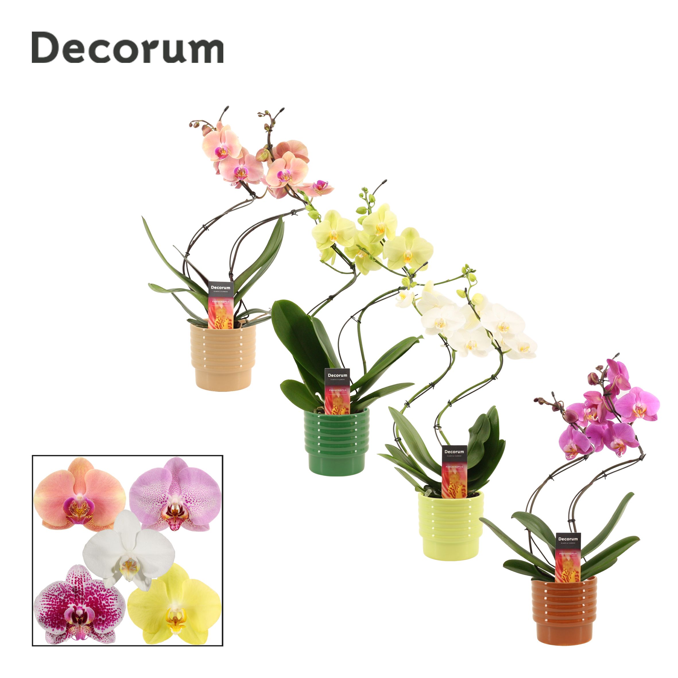 Phalaenopsis hurricane mix in Naemi (Natural bubble-collection), D 12