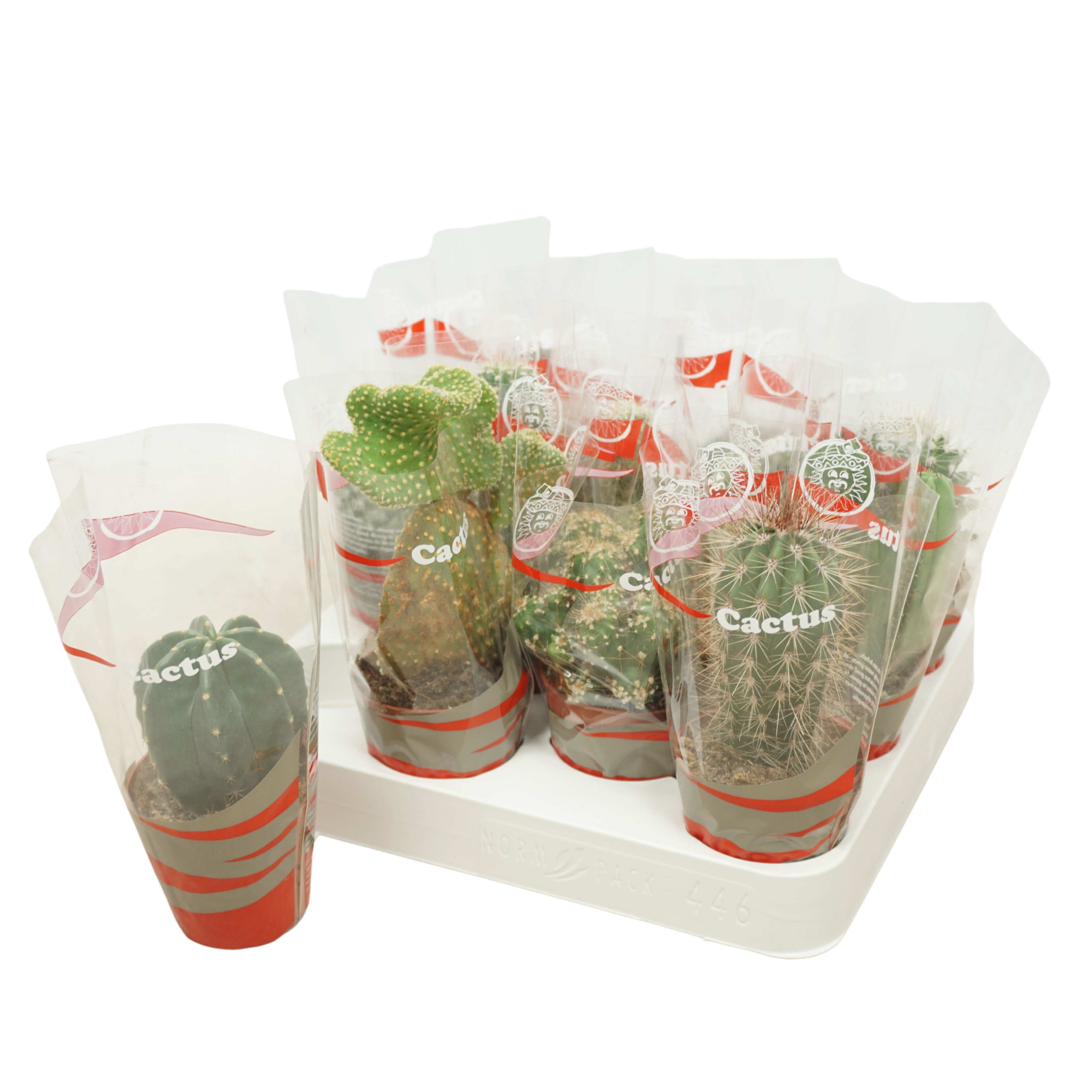 Cactus mix 7 cm in cactus hoes, D 7