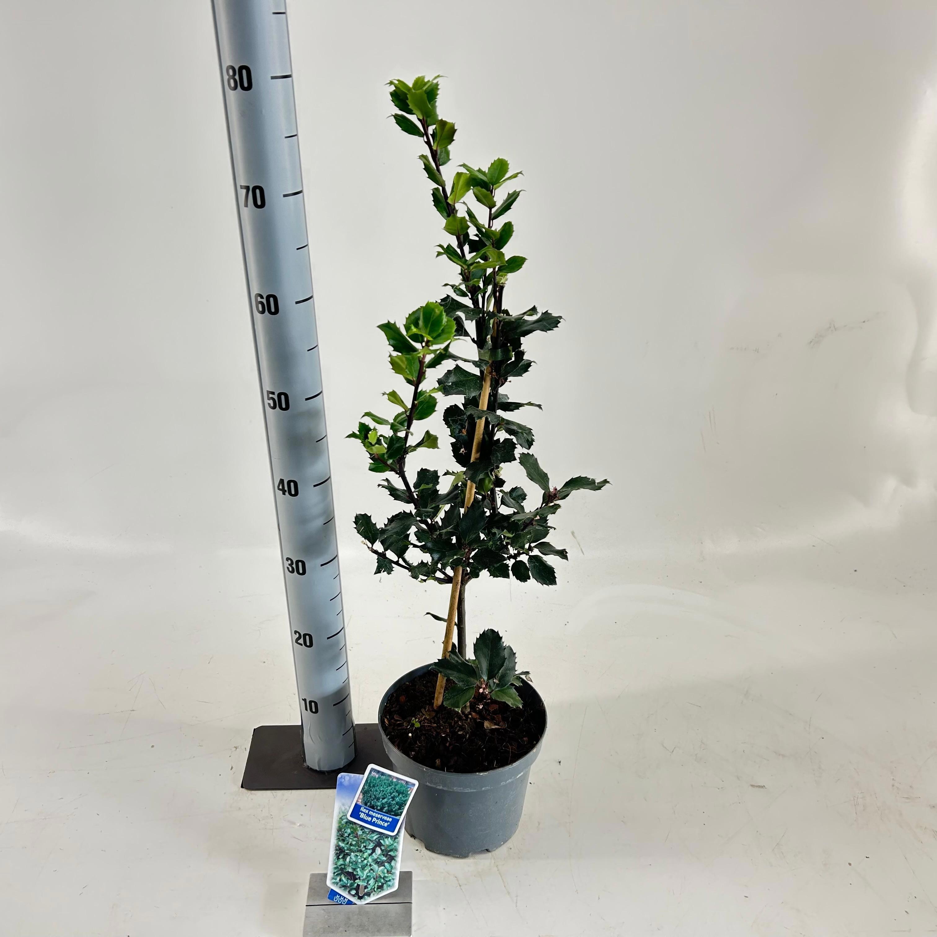 Ilex meserveae 'Blue Prince', D 19
