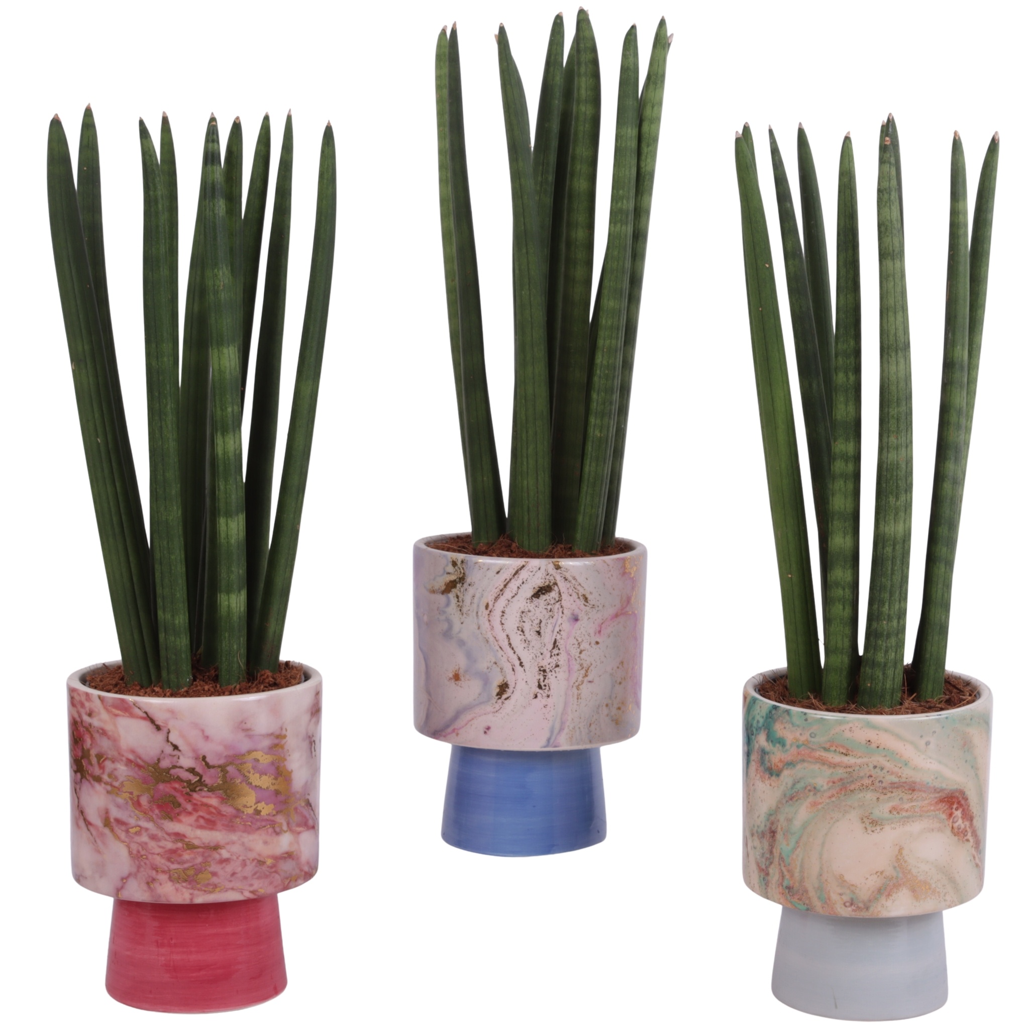 Sansevieria Cylindrica Straight 10 Leaf in Ø14cm Ceramic FB676, D 14 cm